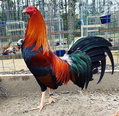 lacy roundhead gamefowl.